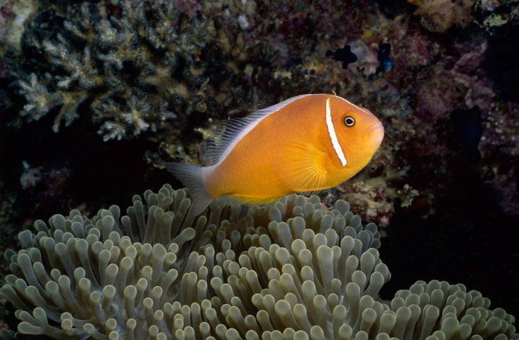 Photo of Amphiprion perideraion