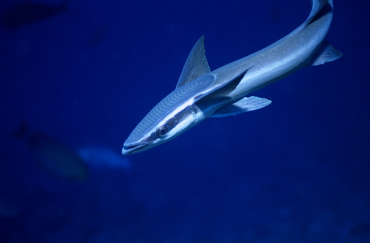 Photo of Remora remora