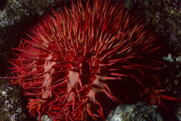 Photo of Acanthaster planci