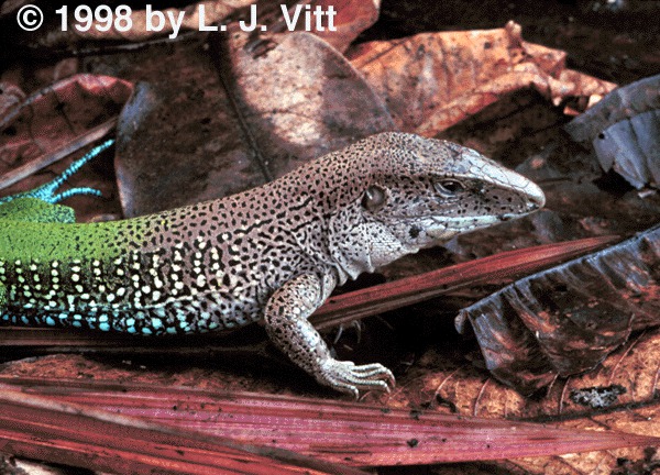 Aameiva