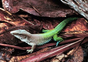 Ameiva ameiva