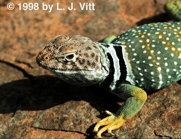 Vertebrata