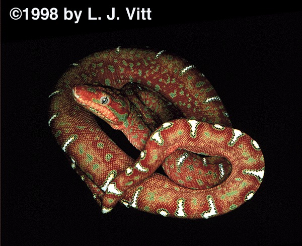 Corallus caninus