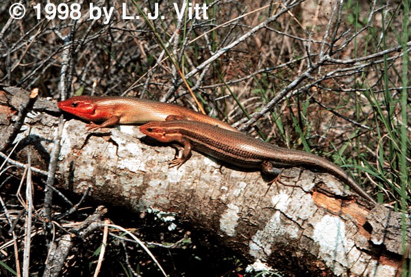 Plestiodon laticeps