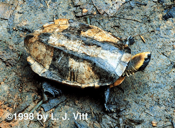 Pplatycephala