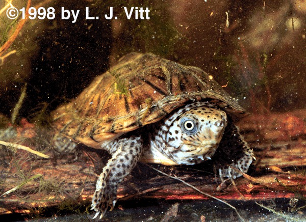 Photo of Sternotherus minor