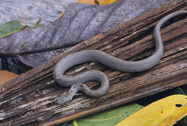 Thamnodynastes_pallidus