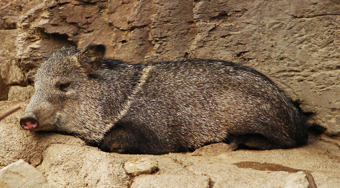 005collaredpeccary