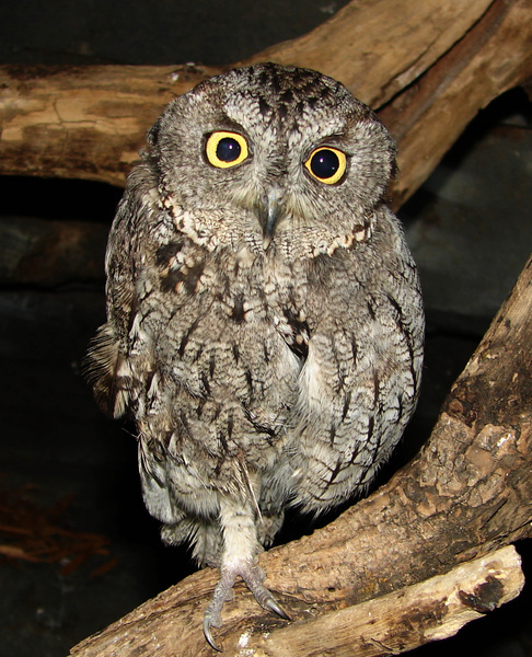 017screechowl