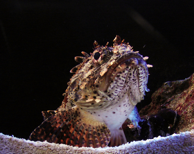 023scorpionfish