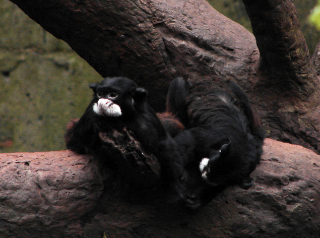 Photo of Saguinus mystax