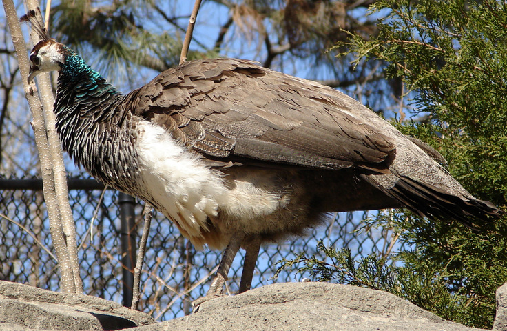 Photo of Pavo cristatus