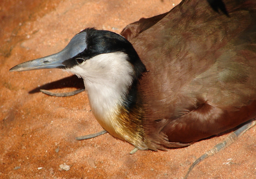 Eumetazoa