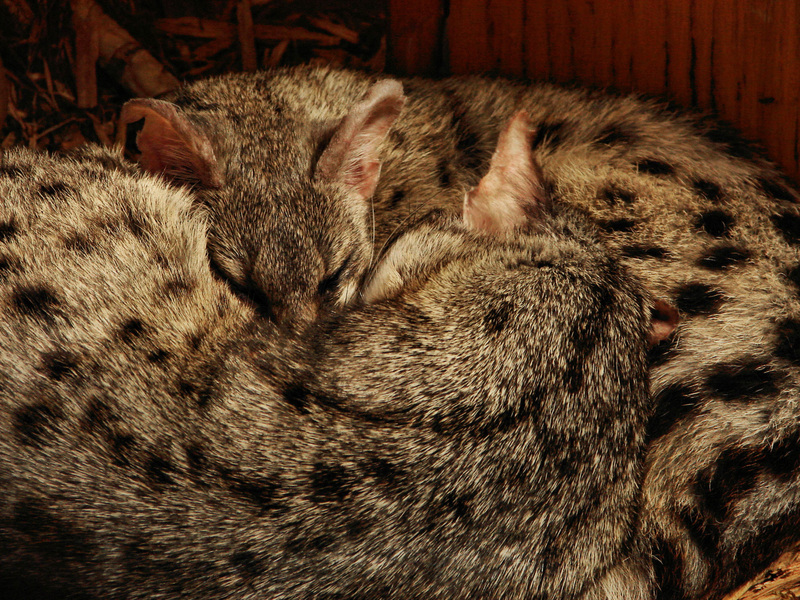 081spottedgenet