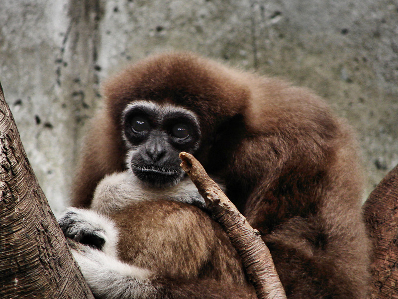 084whitehandgibbon