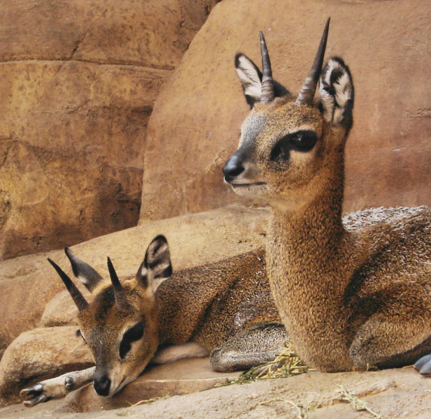 087klipspringer