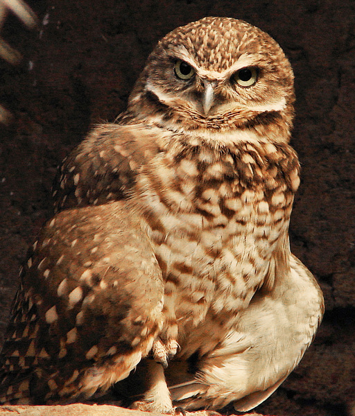 093burrowingowl