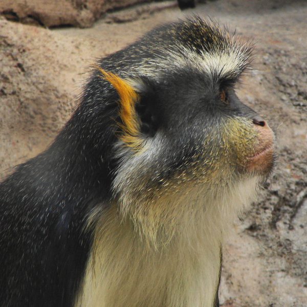 104wolfsguenon