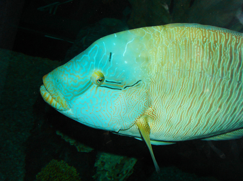 109moariwrasse