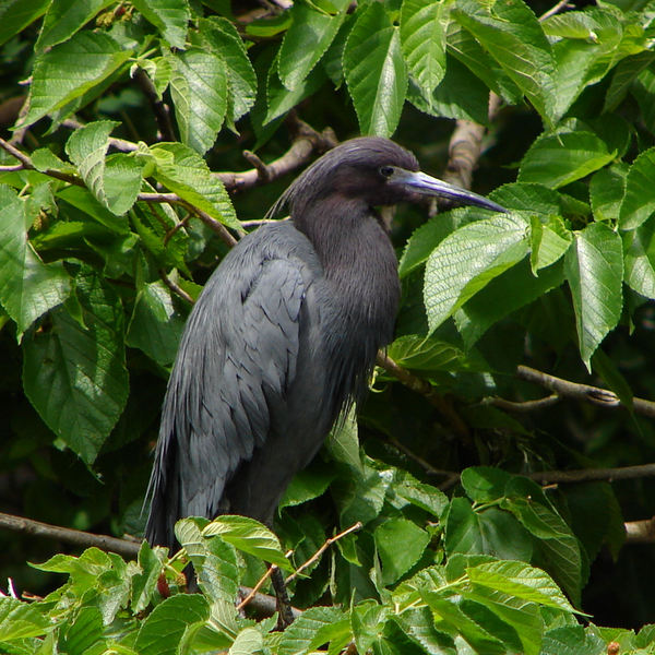 134blackheron