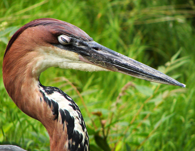 Photo of Ardea goliath