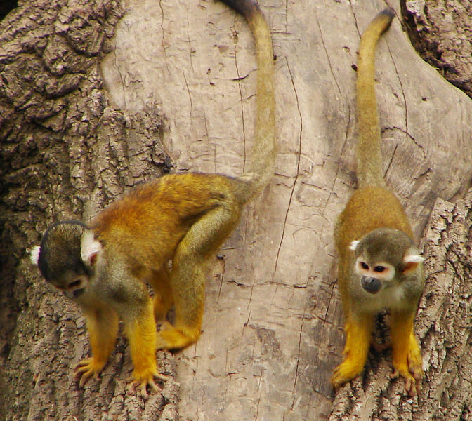 138squirrelmonkey