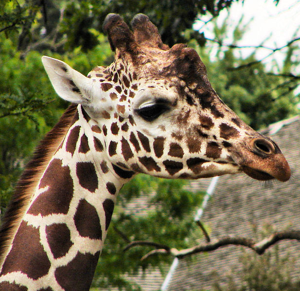 Giraffidae