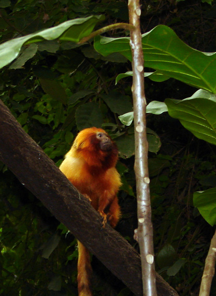 167goldenliontamarin