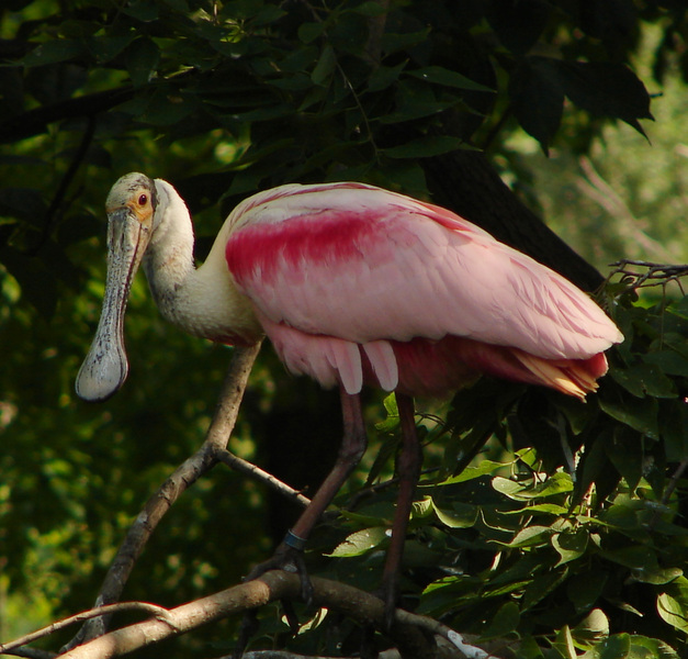 Ciconiiformes