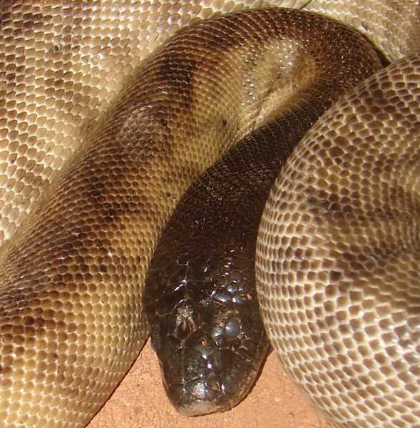 198blackheadedpython