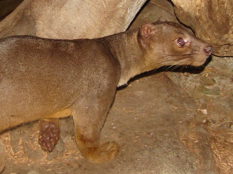 209fossa