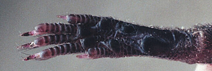 Tetrapoda