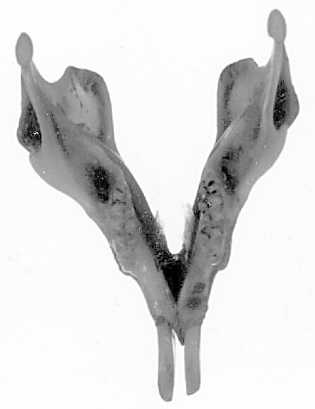 Gnathostomata