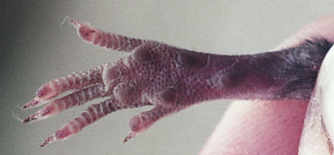 Gnathostomata