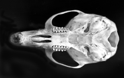 Craniata