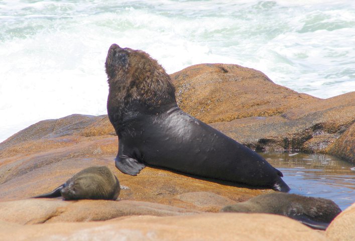 Photo of Otaria flavescens