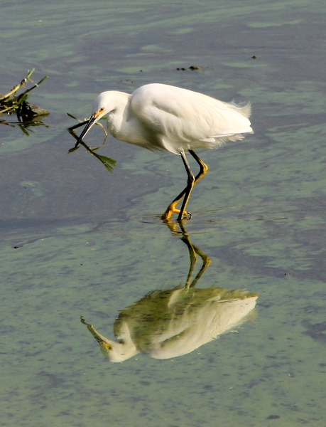 Ciconiiformes