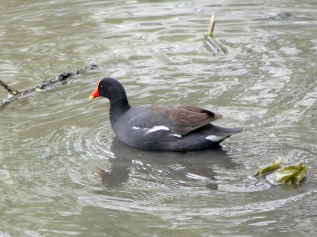 Photo of Gallinula chloropus