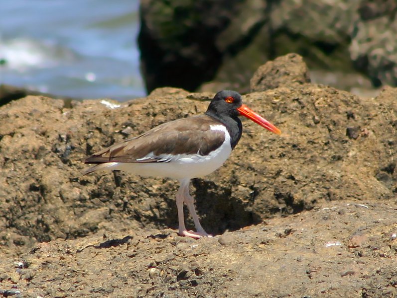 Haematopus palliatus