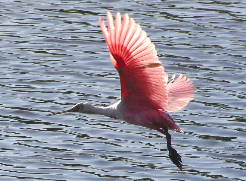 Ciconiiformes