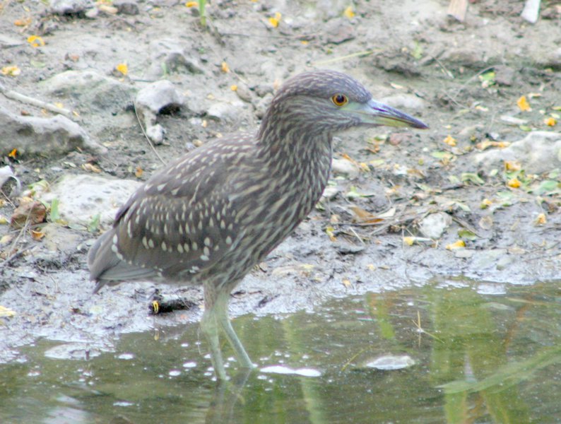 Ciconiiformes