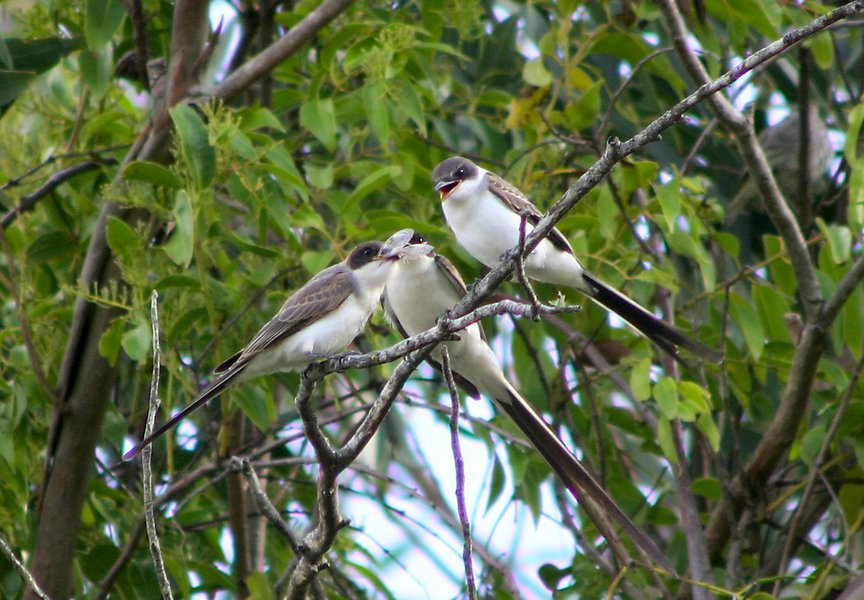 Tyrannus savana