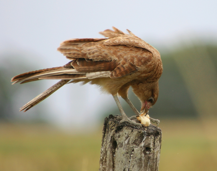 chimango_caracara