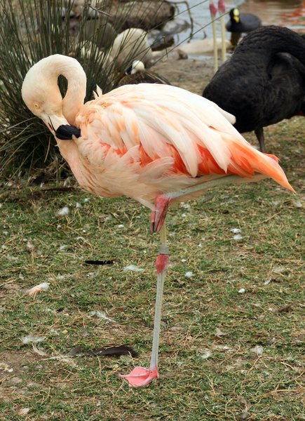 Phoenicopteridae