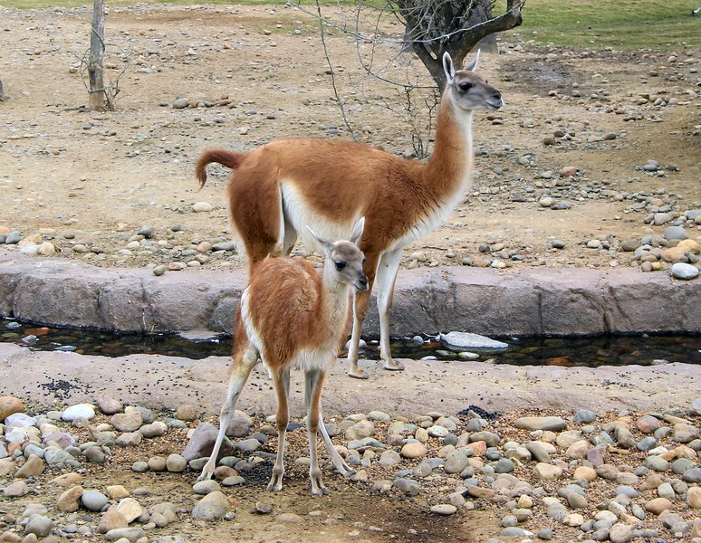 guanacos