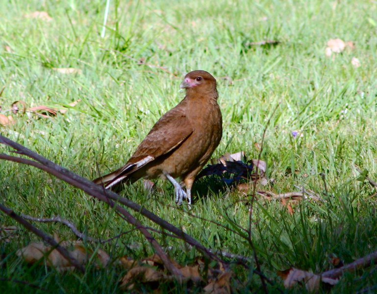 Falconiformes