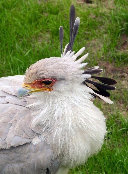 secretarybird2