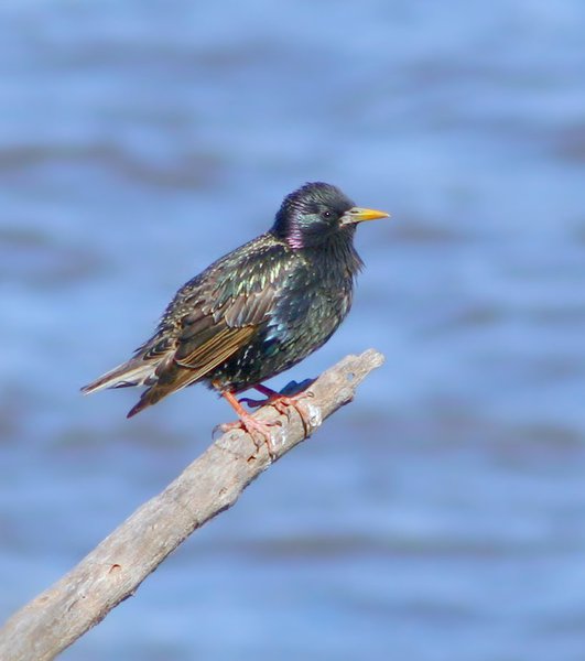 starling