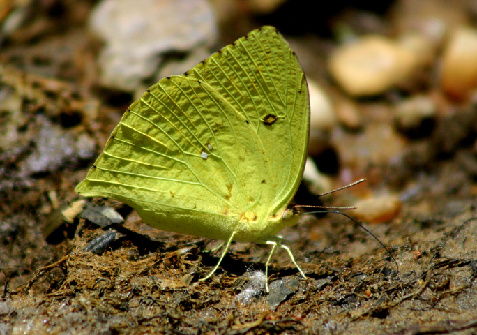 Photo of Lepidoptera