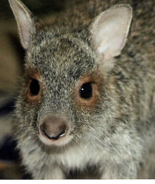 Lagorchestes conspicillatus